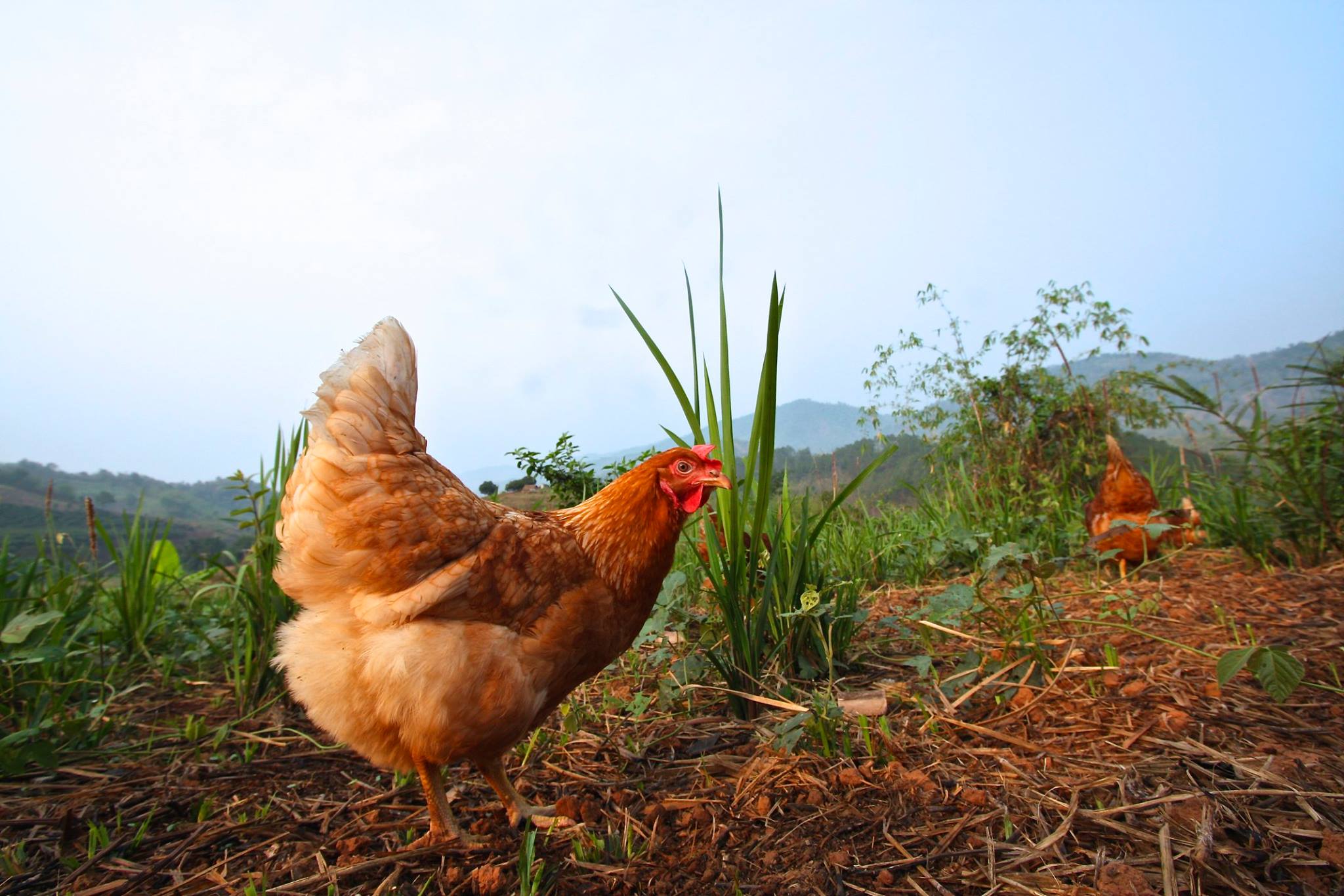 Eggs that are good for you, good for the farmers, good for the earth!