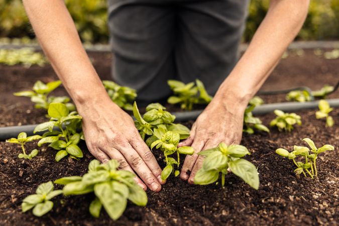 world soil day organic