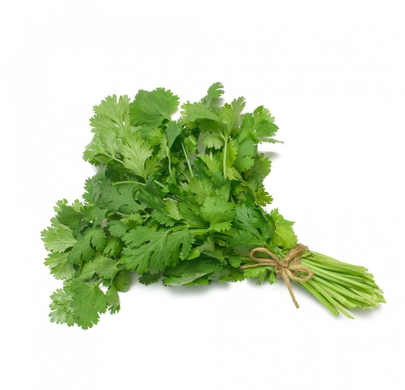 Organic Coriander Organic Coriander