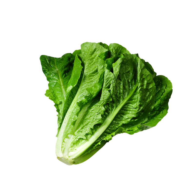 Organic Italian Lettuce