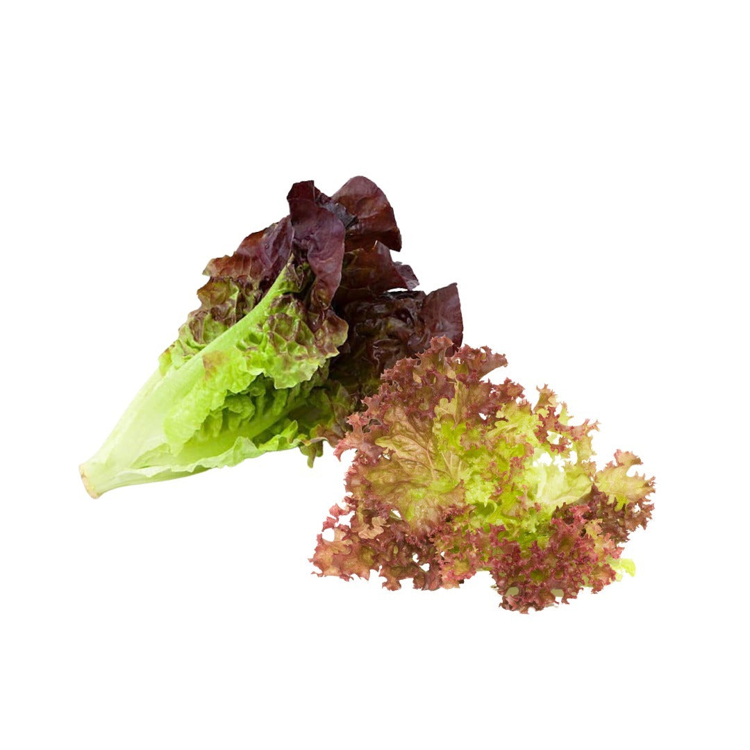 Organic Red Lettuce